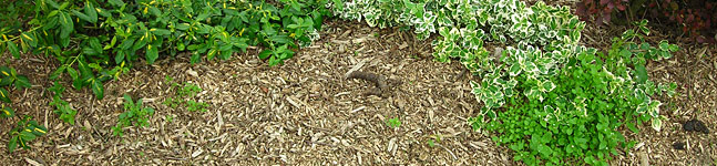 in order to preserve water our Antelope irrigation contractors added mulch on the ground