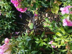 a radial sprinkler added between plants